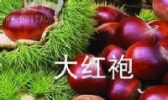 颜集大红袍板栗