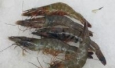 中扬青虾