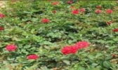 聚贤花卉