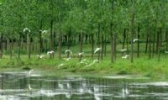 泗阳杨树