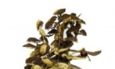 泗阳根雕