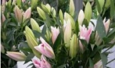 双店百合花