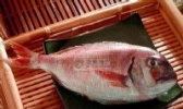 海州加吉鱼
