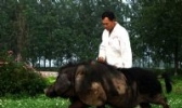 东海老淮猪肉