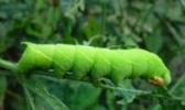 豆丹