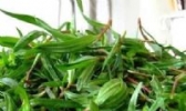 山马菜
