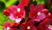 海仙花