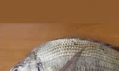 加吉鱼