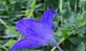 紫草黄芩
