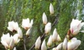 玉兰花