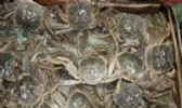 骆马湖螃蟹