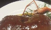 虾籽
