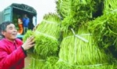 八卦洲芦蒿