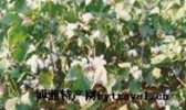 乌江卫花