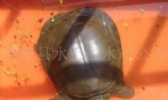 宝应甲鱼