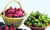 邵伯菱