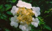 琼花露酒