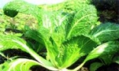 吴江香青菜