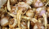 苏州慈姑