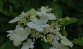 昆山琼花