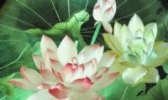 苏绣