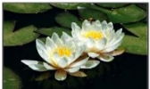 并蒂莲