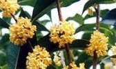 苏州光福桂花