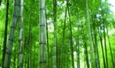 安吉毛竹