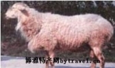 湖羊
