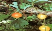 栝楼