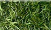 安吉白片