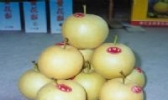 龙游黄花梨