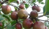 常山油茶