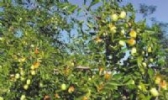 东阳青枣