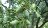 东阳香榧