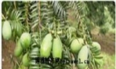 西垣香榧