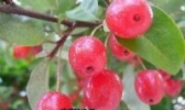 名贵中药“吴茱萸”
