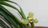 兰花