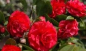 金华山茶花