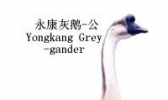永康灰鹅