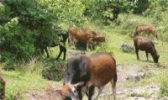 高山小黄牛