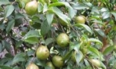 青田油茶