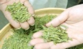 仙都笋峰茶