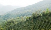 “鼎湖”牌茶叶