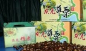 庆元锥栗
