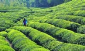瑞安清明早茶