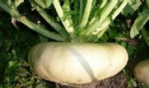 瑞安盘菜