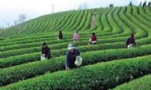 瑞安清明早
