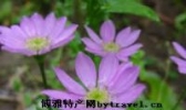 文成花卉