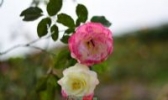 平阳玫瑰花